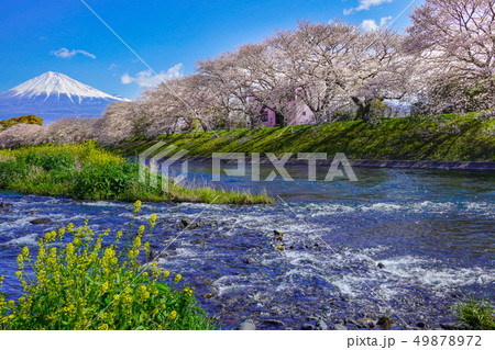 桜　富士山　【富士市　龍厳淵】　 49878972