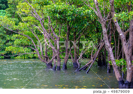 沖縄・西表島・仲間川マングローブ 49879009