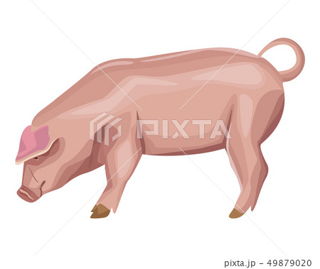 pig icon cartoon 49879020