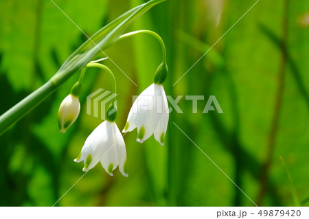 スノーフレーク スノーフレーク 49879420