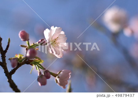 西法寺の薄墨桜 49879437
