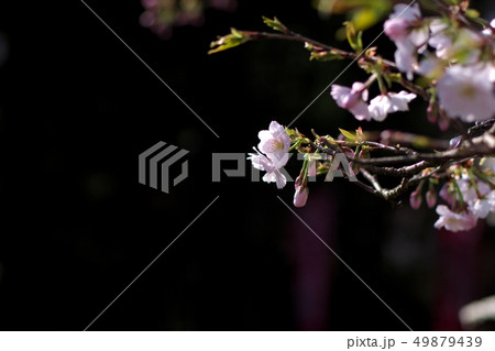 西法寺の薄墨桜 49879439