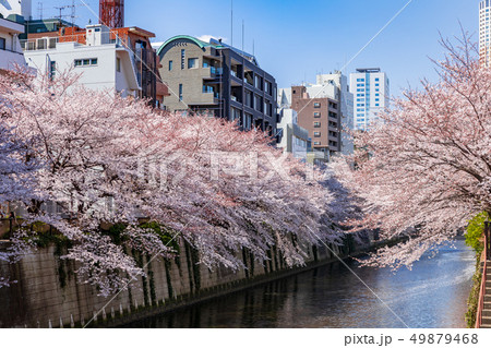 東京　目黒川の桜 49879468