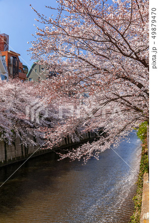 東京　目黒川の桜 49879470