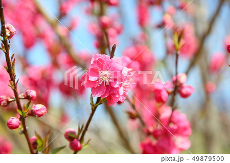 ハナモモの花 ハナモモの花 49879500