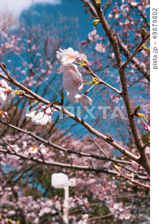 桜 桜 49879802