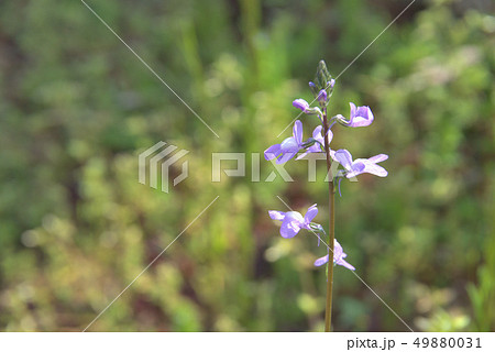 マツバウンラン 49880031