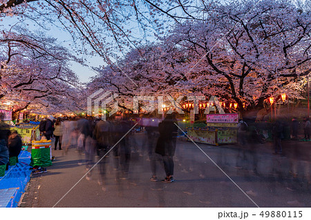 東京・上野恩賜公園の夜桜 49880115