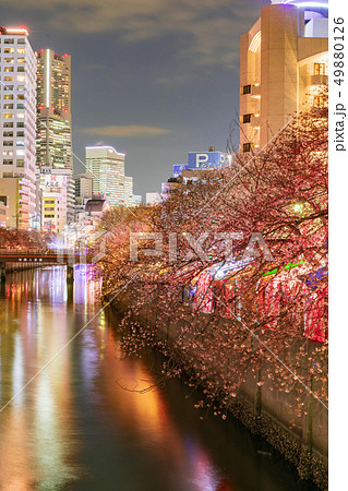 横浜・大岡川・満開の夜桜 49880126