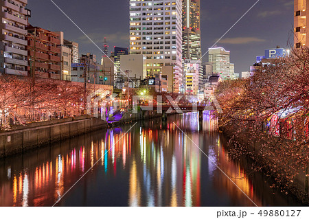 横浜・大岡川・満開の夜桜 49880127