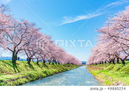 日本の春　富山県 舟川べり 清流沿いの桜並木 49880254