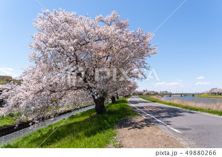 土浦市桜川　春の風景 49880266