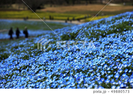 ネモフィラ　ひたち海浜公園　４月中旬　茨城県 49880573