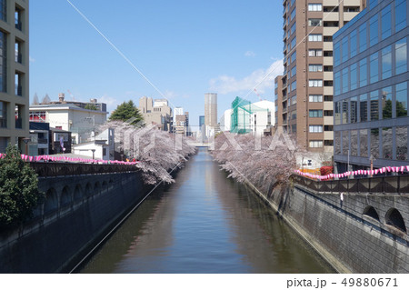目黒川の桜（目黒新橋から見たふれあい橋） 49880671