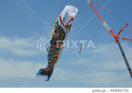 ジャンボこいのぼり（利根川河川敷 緑地公園／埼玉県加須市） 49880730