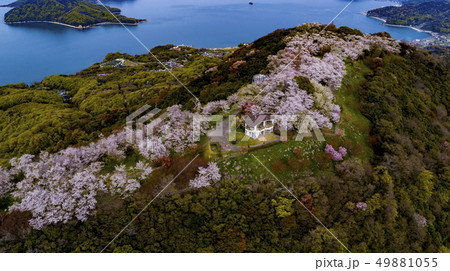 紫雲出山桜02 紫雲出山桜02 49881055