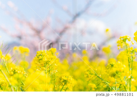 菜の花 菜の花 49881101
