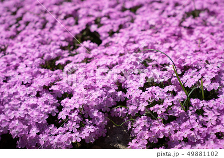 芝桜 49881102