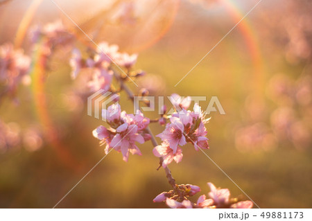 桃花 49881173