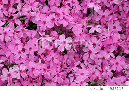 芝桜 芝桜 49881174