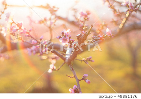 桃花 桃花 49881176