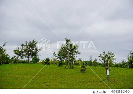 Destiny garden Destiny garden 49881240