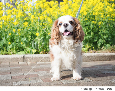 犬　散歩中のキャバリア 49881390