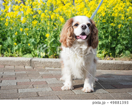 犬 散歩中のキャバリア 犬 散歩中のキャバリア 49881393