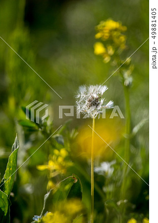 White dandelion flowers in green grass. 49881405