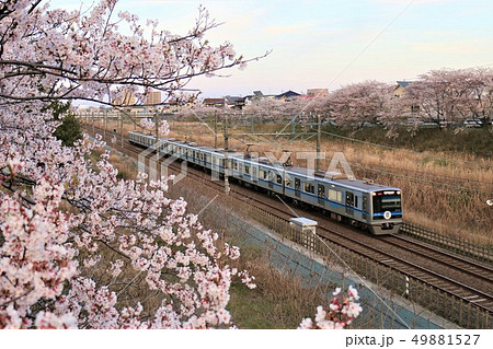 千葉県白井市付近北総線を通る北総線7500形と満開のさくら 千葉県白井市付近北総線を通る北総線7500形と満開のさくら 49881527