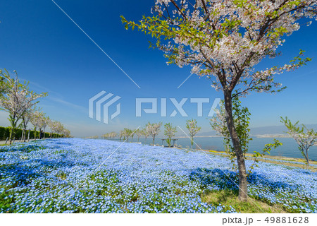 大阪まいしまシーサイドパークのネモフィラ 49881628