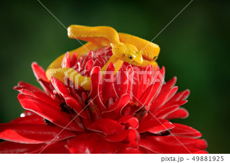 Yellow Eyelash Palm Pitviper Bothriechis schlegeli 49881925