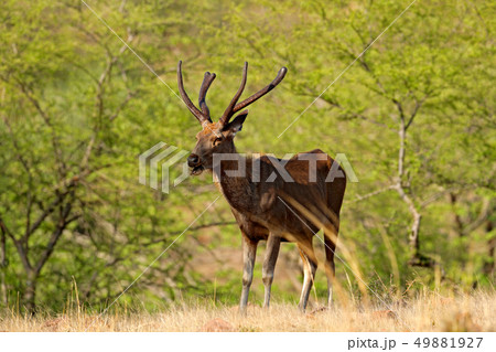 Sambar deer, Rusa unicolor, large animal Sambar deer, Rusa unicolor, large animal 49881927