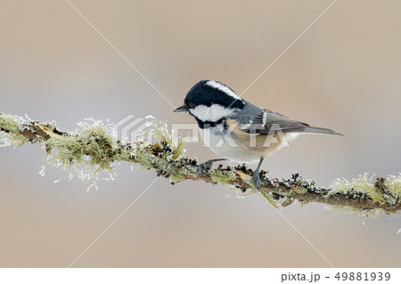 Coal Tit, Parus ater, blue and yellow songbird Coal Tit, Parus ater, blue and yellow songbird 49881939