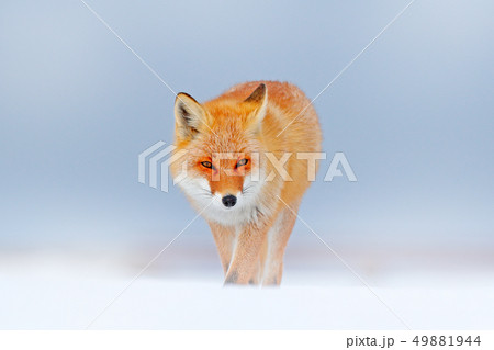 Red fox in white snow. Cold winter with orange fox 49881944