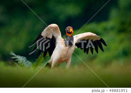 King vulture, Sarcoramphus papa, large bird 49881951