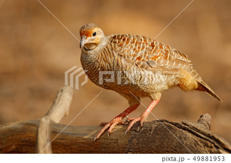 Grey francolin, Francolinus pondicerianus Grey francolin, Francolinus pondicerianus 49881953