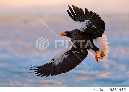 Flying rare Steller's sea eagle, Japan Flying rare Steller's sea eagle, Japan 49881956