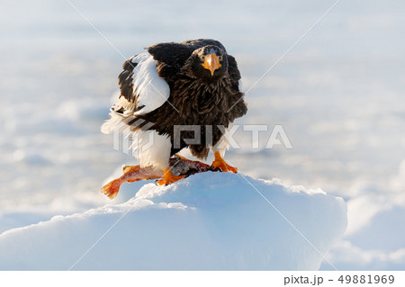 Winter Japan with snow. Steller's sea eagle Winter Japan with snow. Steller's sea eagle 49881969