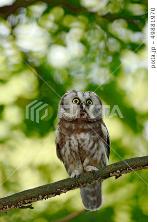 Boreal owl, Aegolius funereus, sitting on the tree Boreal owl, Aegolius funereus, sitting on the tree 49881970