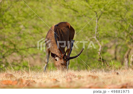 Sambar deer, Rusa unicolor, large animal 49881975