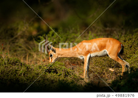 Indian Gazelle or Chinkara, Gazella bennettii 49881976