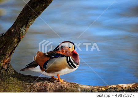 Bird Mandarin Duck, Aix galericulata 49881977
