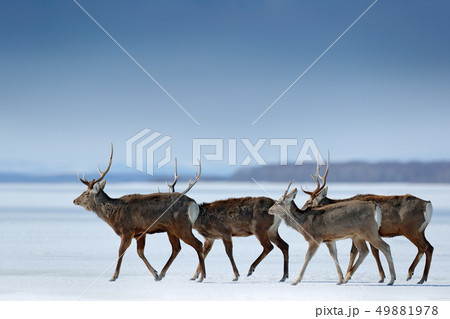Hokkaido sika deer, Cervus nippon yesoensis 49881978