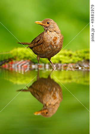 Songbird mirror water reflection 49881979