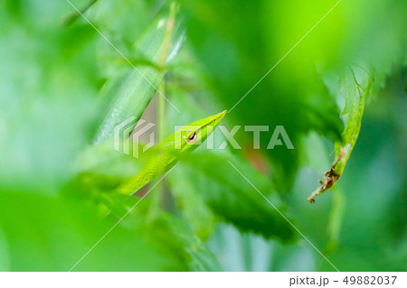 Green snakes are hiding in a green leaves 49882037