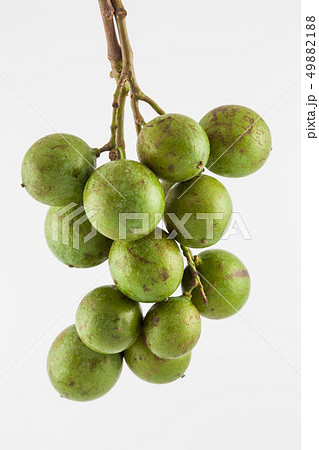 Tropical fruit called Melicoccus bijugatus Tropical fruit called Melicoccus bijugatus 49882188