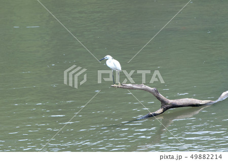 鳥 渡り鳥 漂鳥 49882214