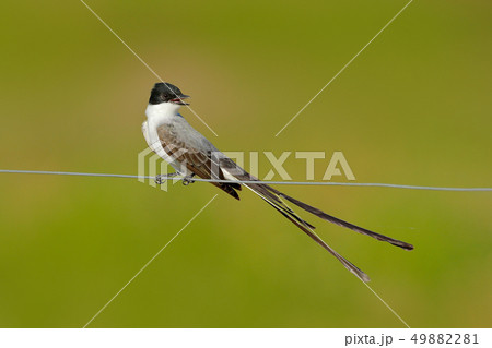 Fork-tailed Flycatcher, Tyrannus savana 49882281