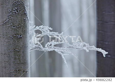 Winter in forest, trees with rime. Cold winter 49882282